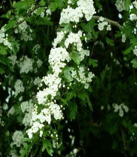 Hawthorn